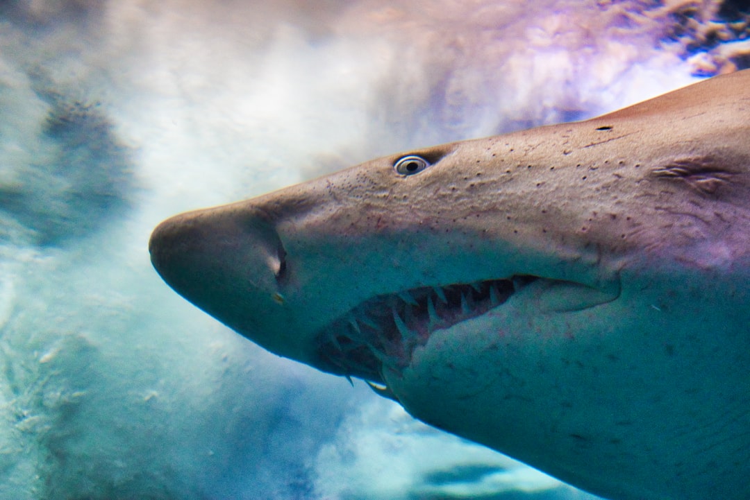 Tragedy in the Bahamas: American Tourist Killed in Rare Shark Attac… — Tragedy in the Bahamas