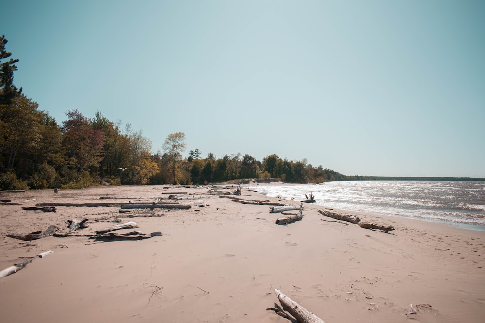 driftwoods on shore