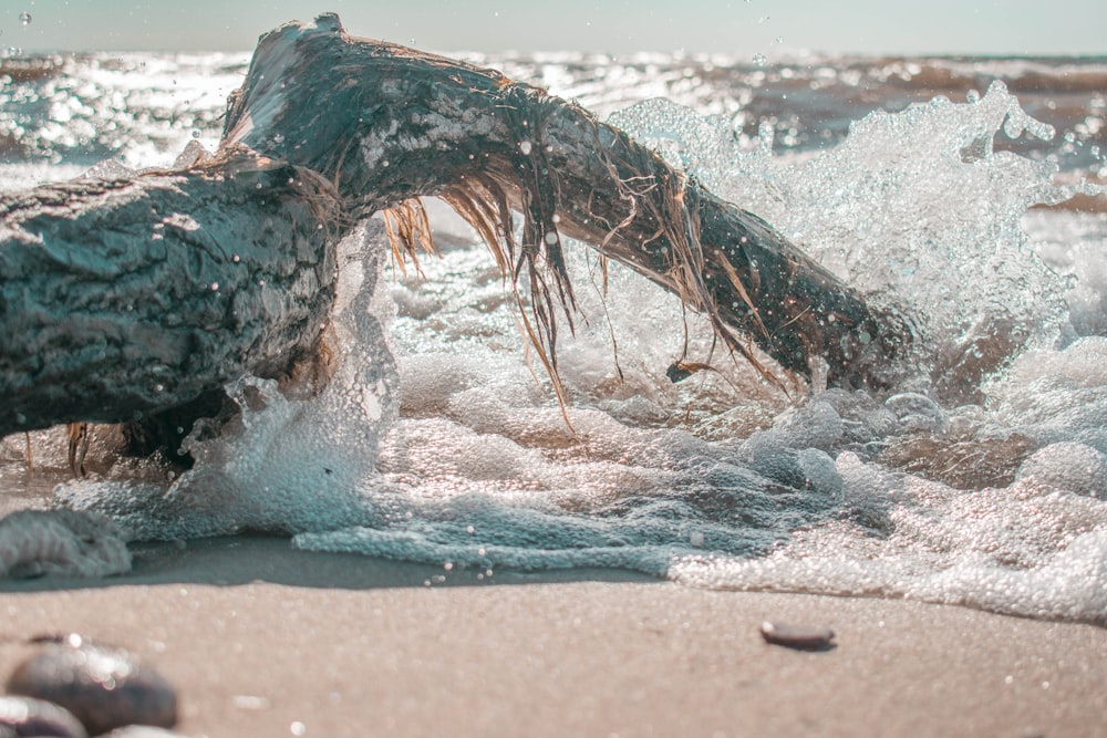 gray branch near seashore