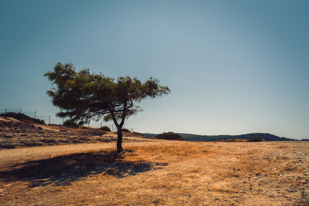 green tree on soil field during day