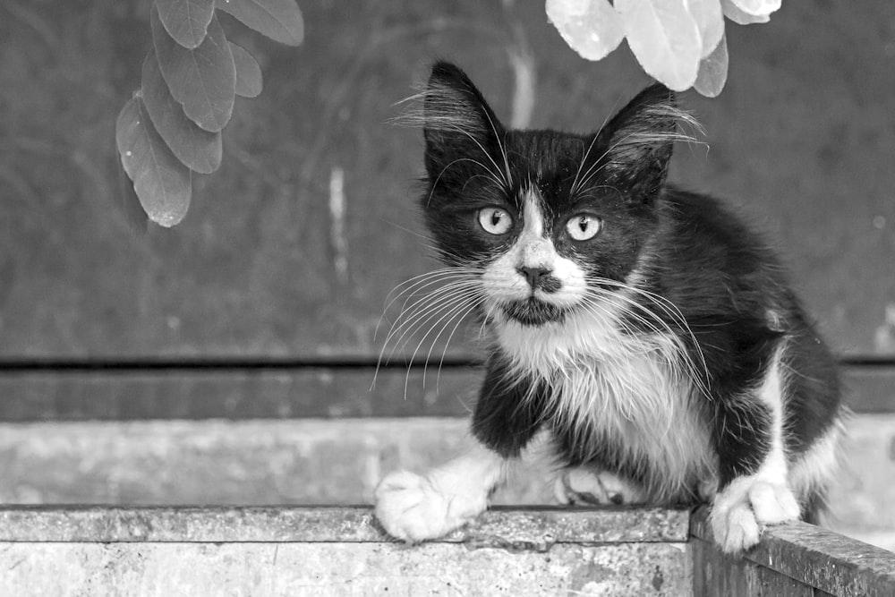 Gatito blanco y negro