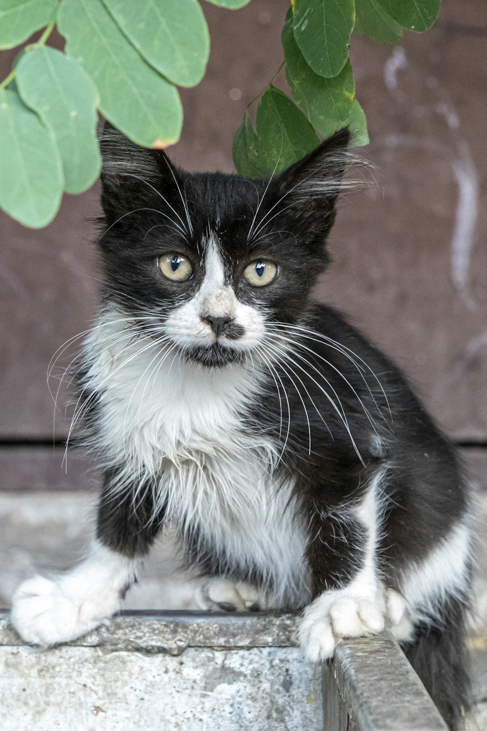 chaton noir et blanc