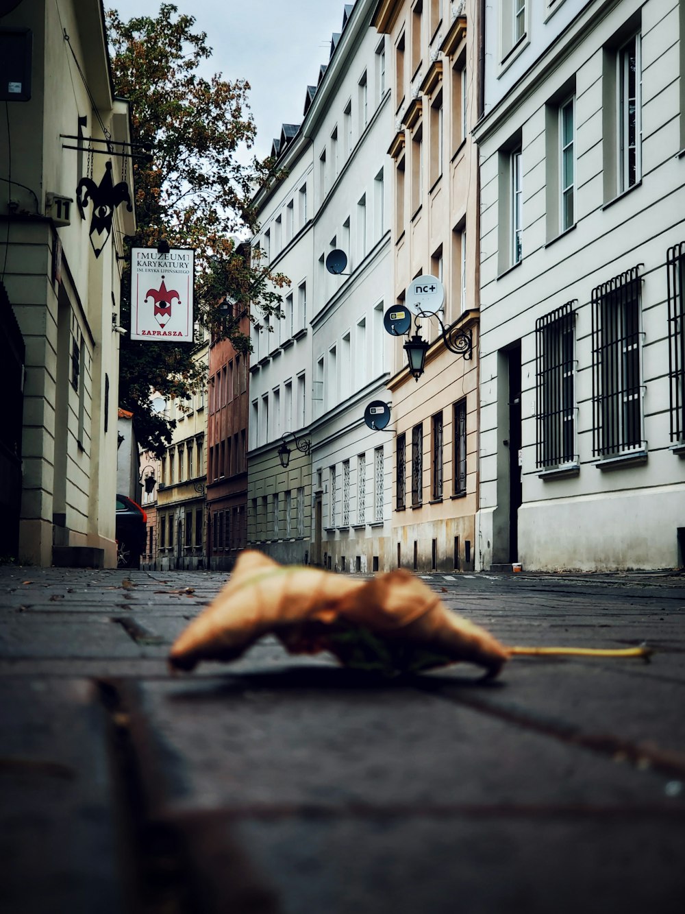 dry leaf on ground