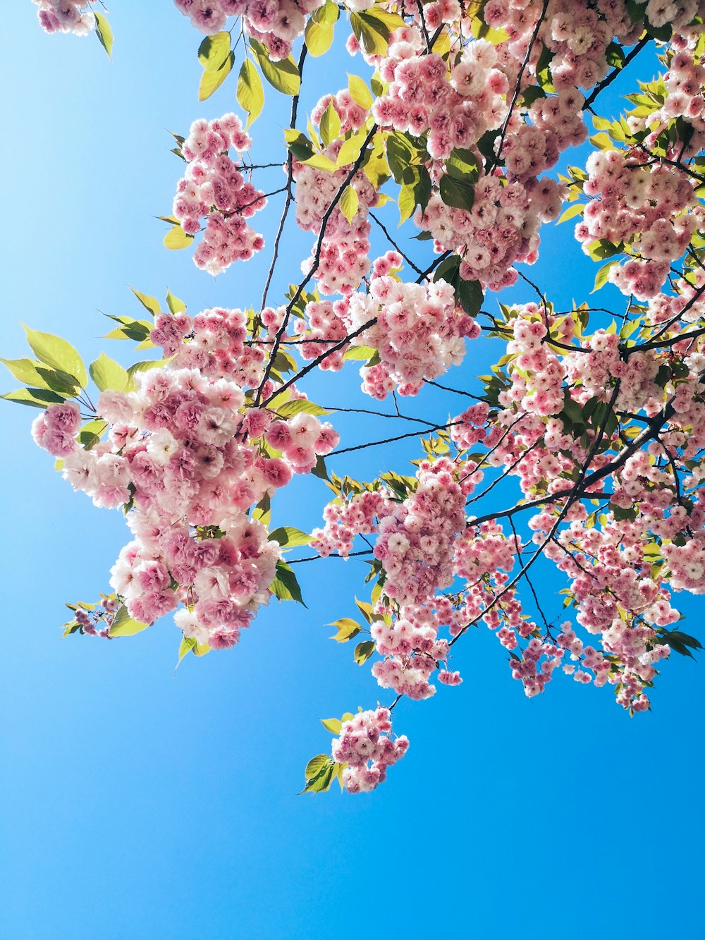 Makrofotografie von blühenden rosa Kirschblüten