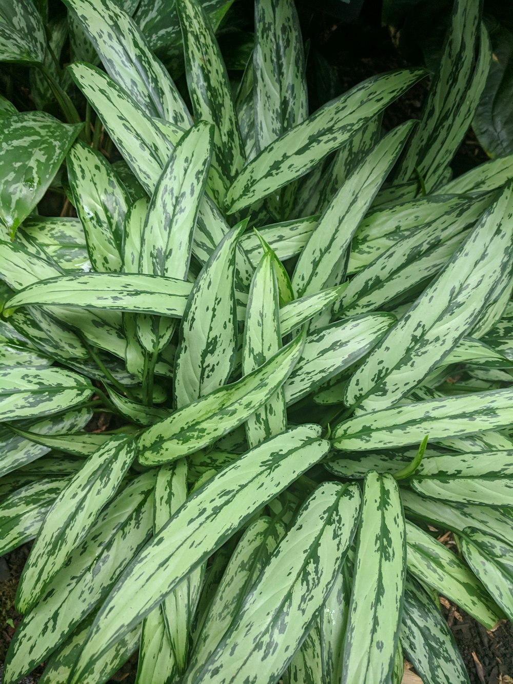 green plant, cast-iron plant