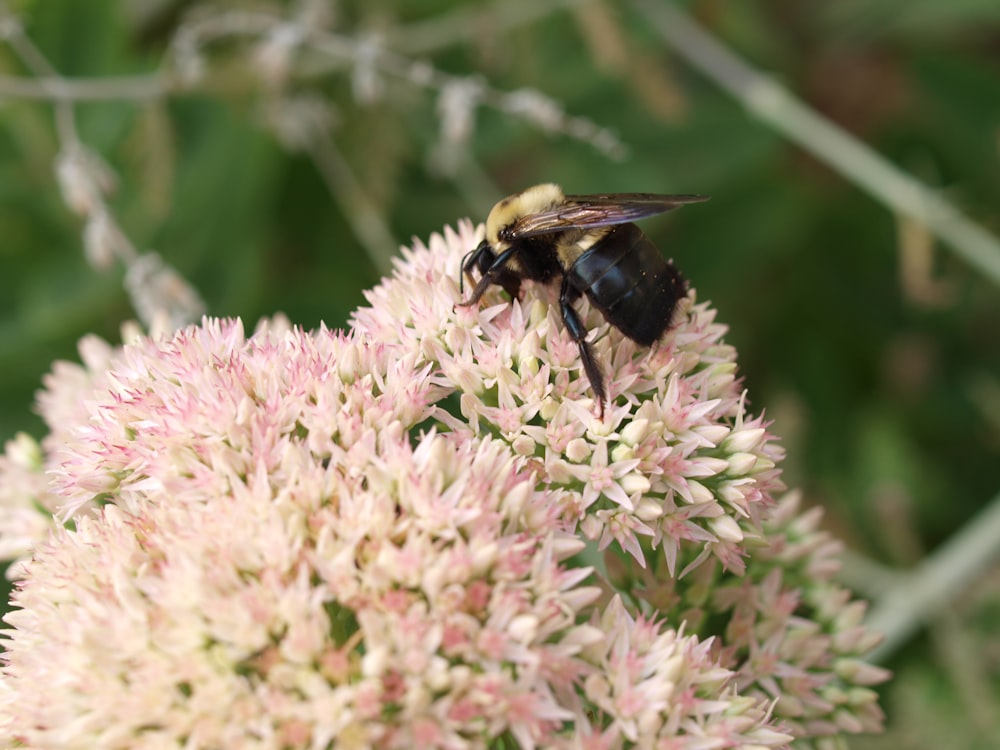 bee on flower