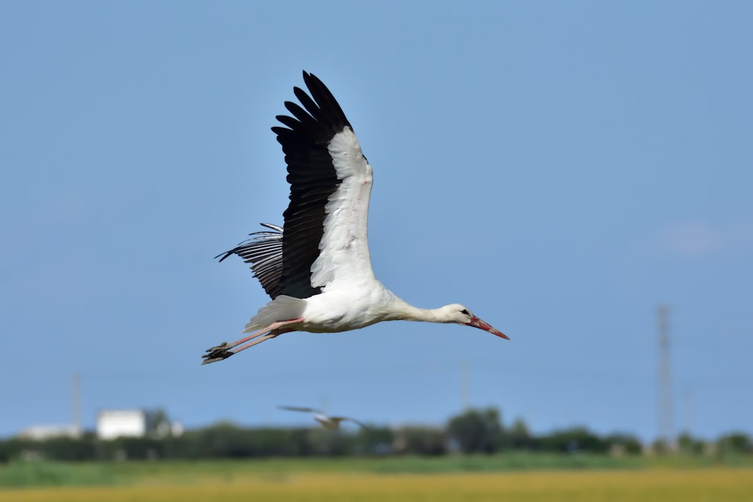  flying white and black bird during day stork