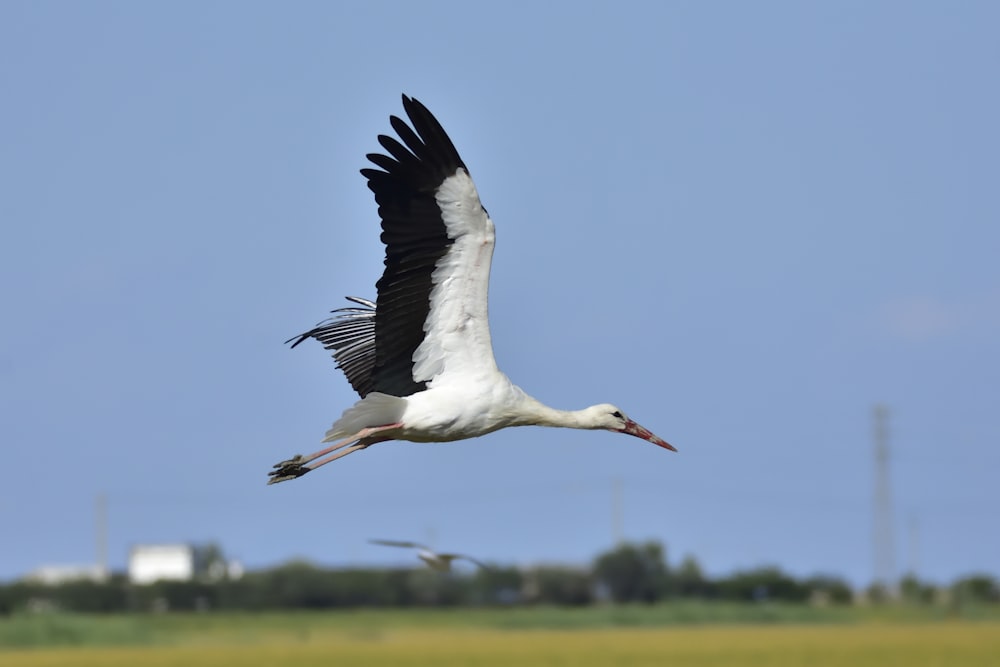 flying white and black bird during day