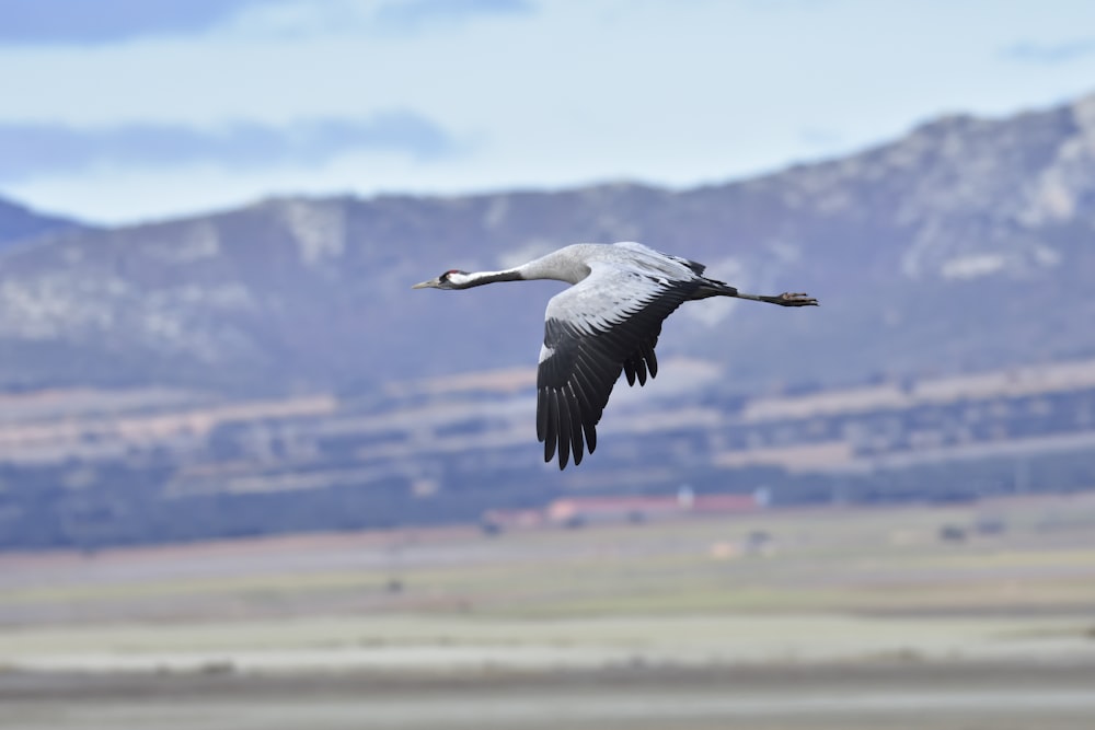 gray bird on flight