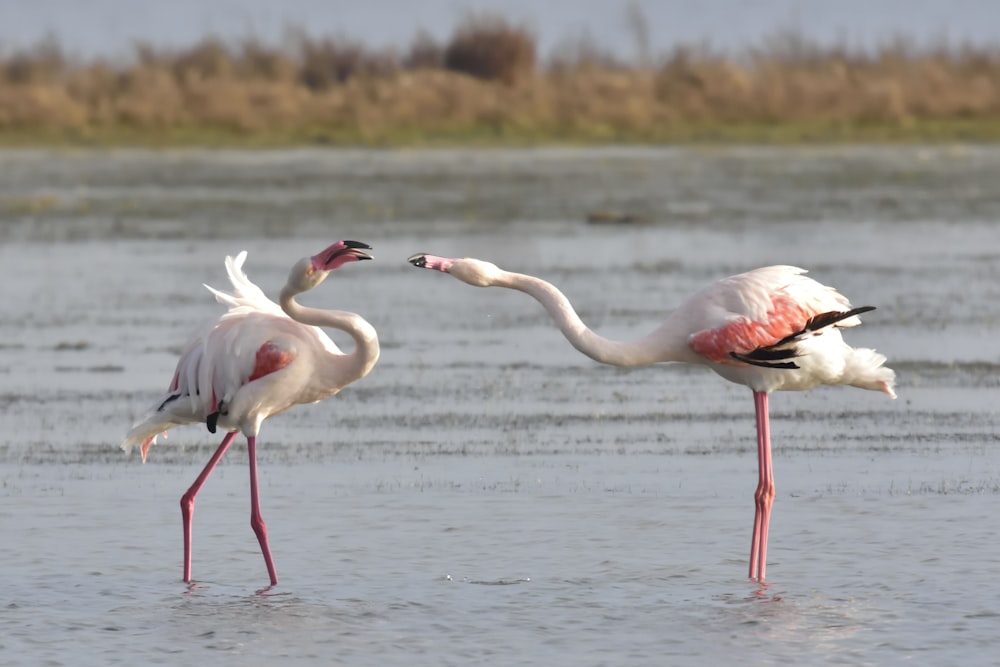 two flamingos on body of water at daytime