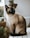 Siamese cat