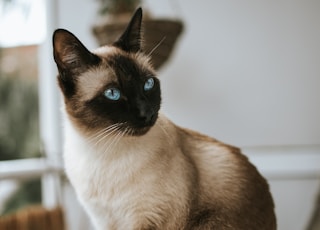 Siamese cat