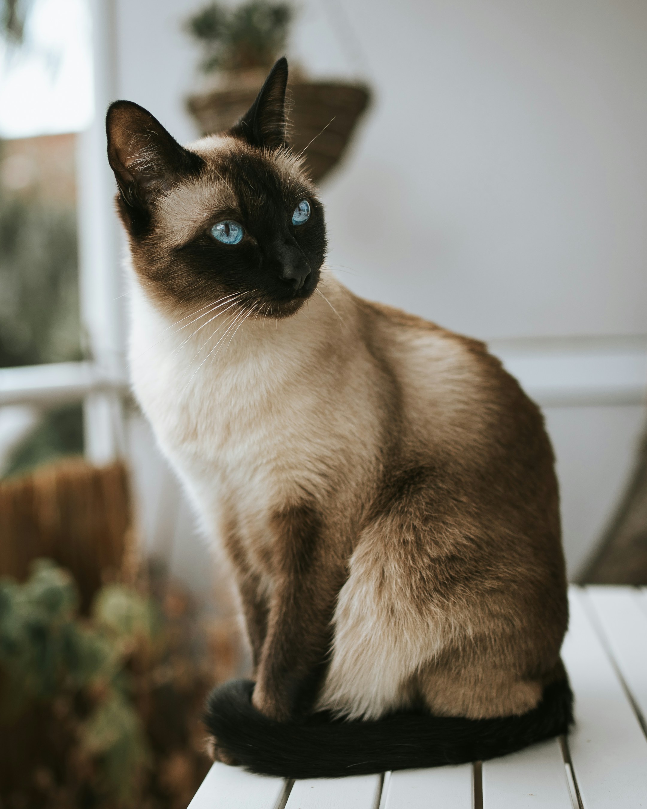 10 curiosidades sobre os gatos siameses