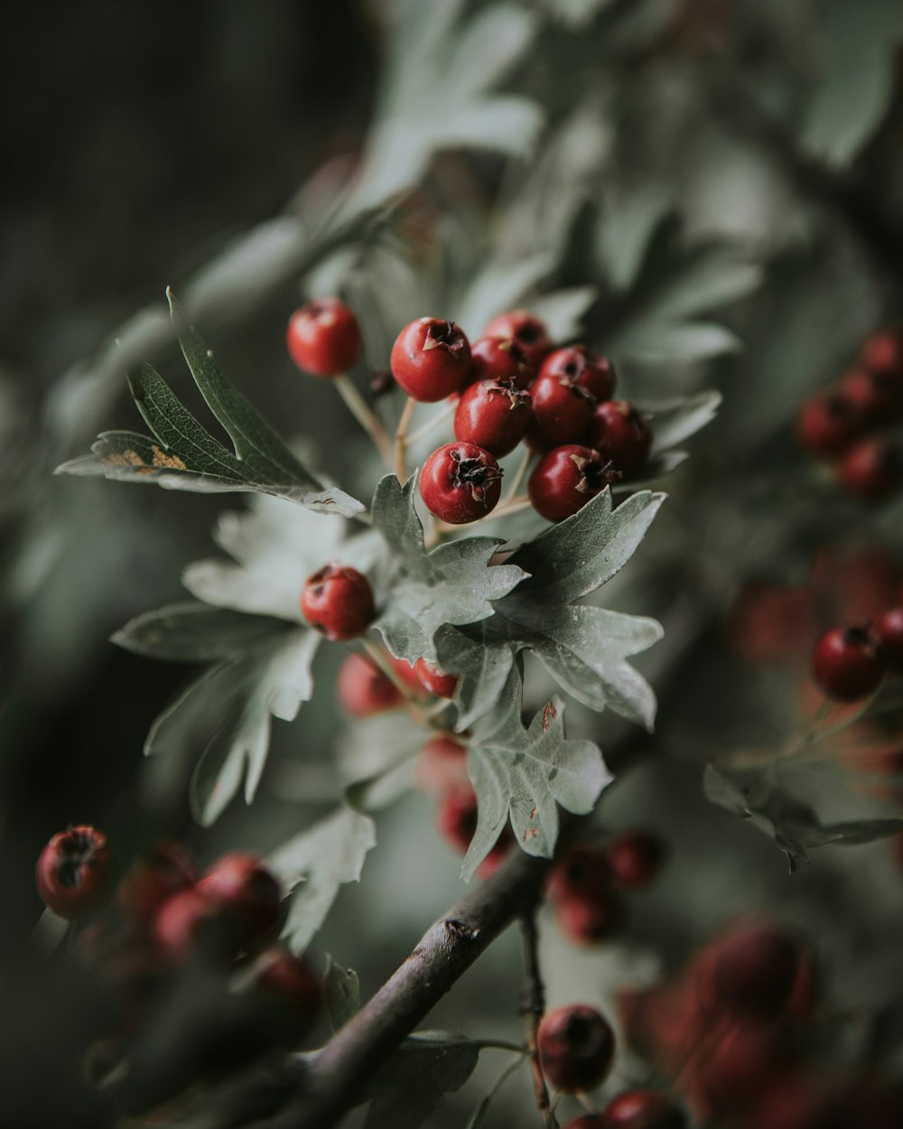 red fruits