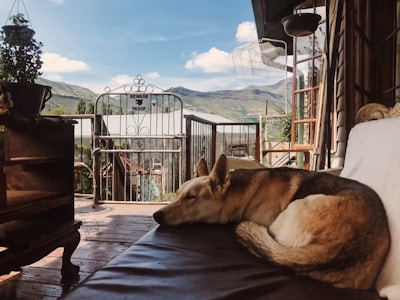 A dog is sleeping on a cushioned seat in an outdoor patio setting. The patio has a wooden floor and offers a scenic view of mountains in the background. There is a metal gate with a sign reading 'Beware Pasop.' Potted plants and an array of vintage furniture decorate the space, contributing to a cozy and rustic atmosphere.