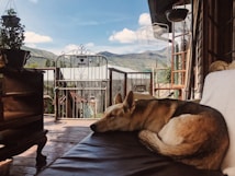 A dog is sleeping on a cushioned seat in an outdoor patio setting. The patio has a wooden floor and offers a scenic view of mountains in the background. There is a metal gate with a sign reading 'Beware Pasop.' Potted plants and an array of vintage furniture decorate the space, contributing to a cozy and rustic atmosphere.