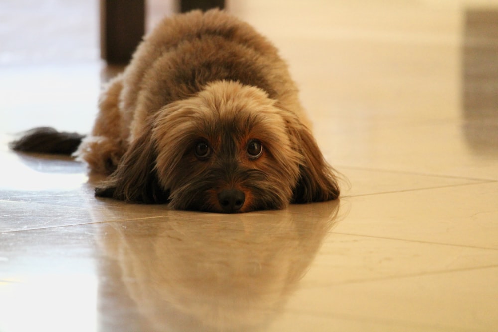 adult fawn Yorkshire terrier