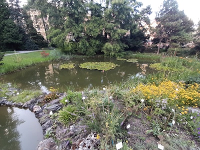 A natural pond teeming with wildlife and blooming flowers.