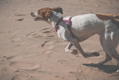Close-up of an athletic dog mid-sprint, muscles engaged and focused expression, embodying energy release.