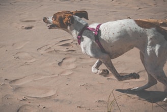 Close-up of an athletic dog mid-sprint, muscles engaged and focused expression, embodying energy release.