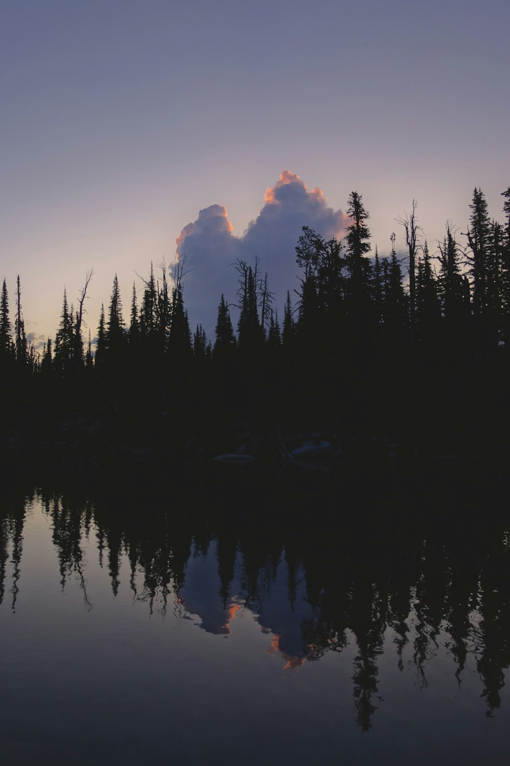 pine trees front of calm water