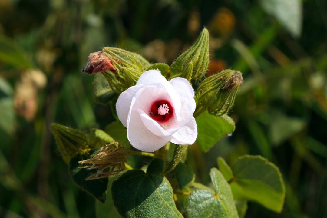 white petaled flower