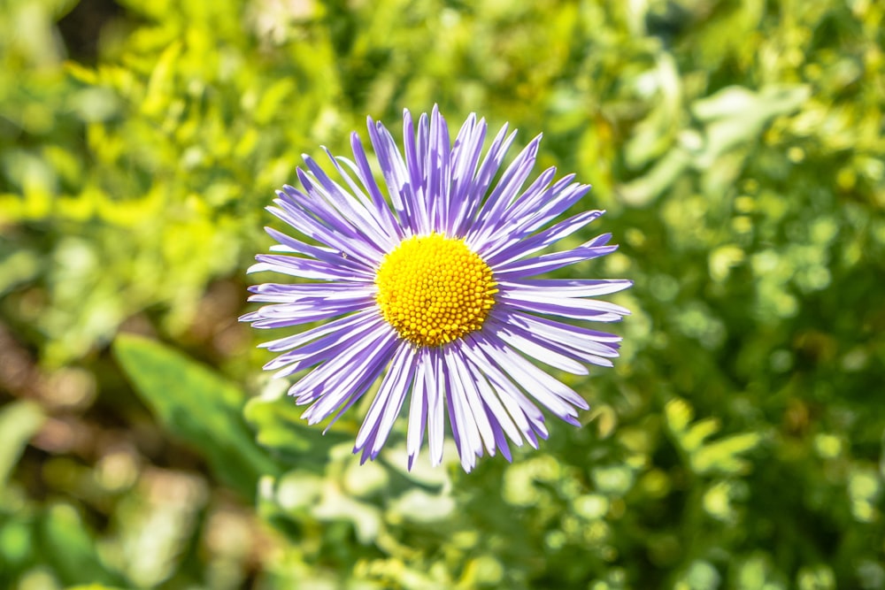 pink and yellow flower