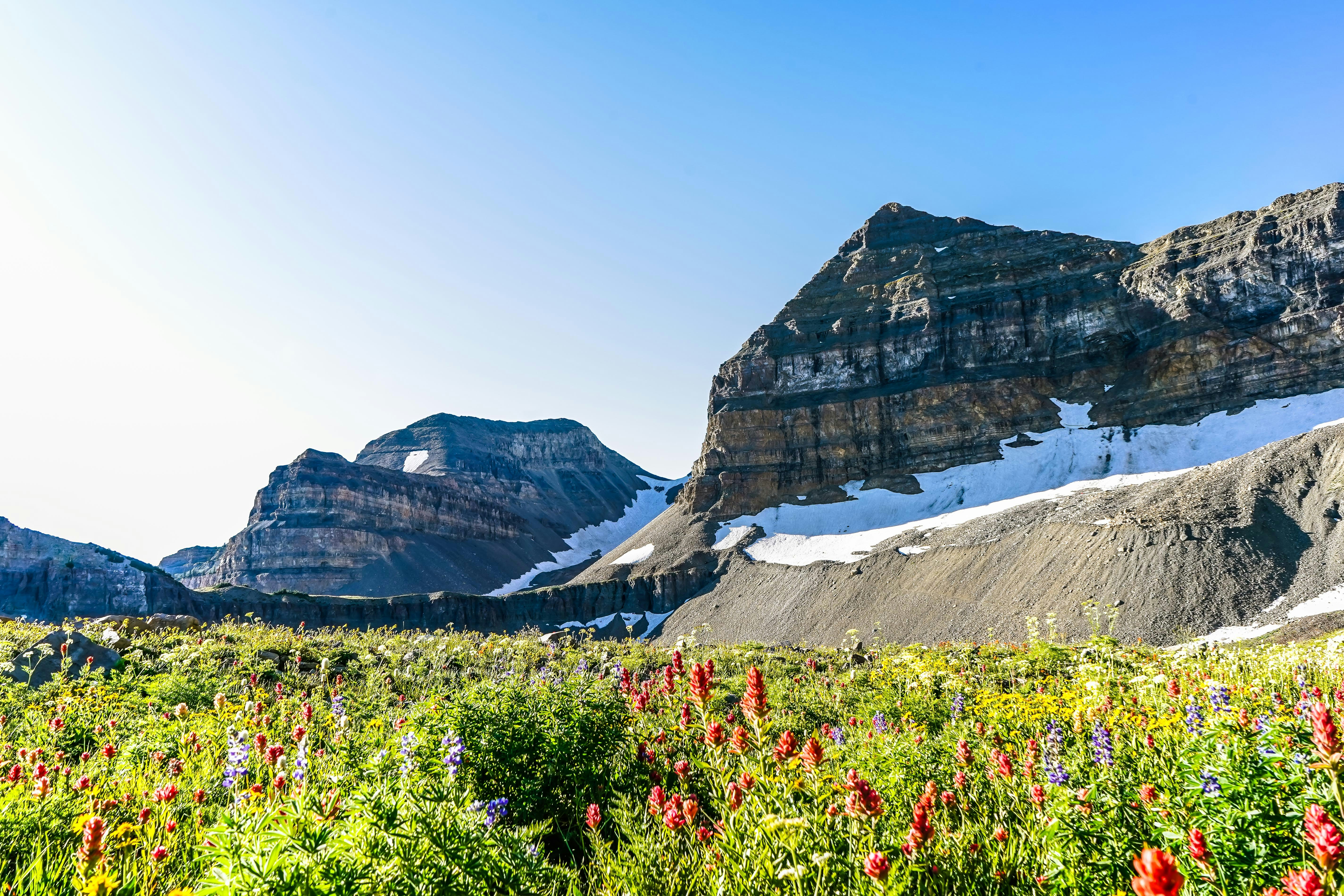 mountains near flower field during daytime