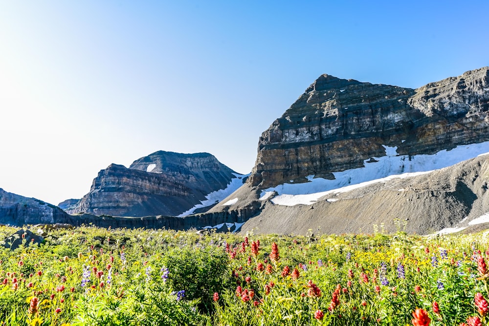 mountains near flower field during daytime