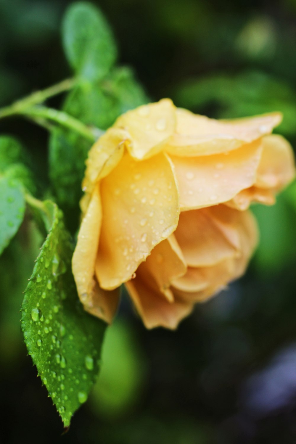 yellow petaled flower