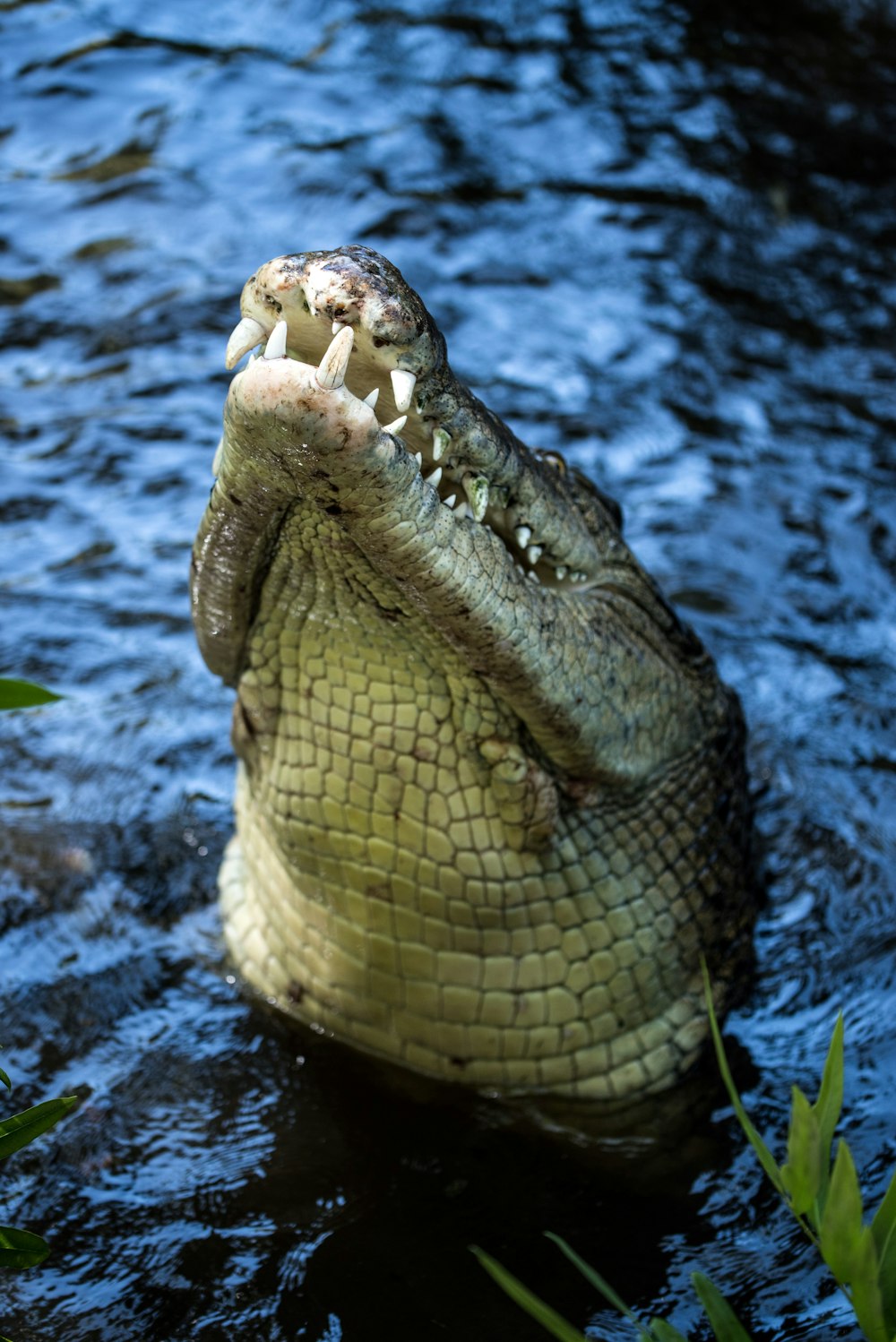 crocodile gris sur l’eau