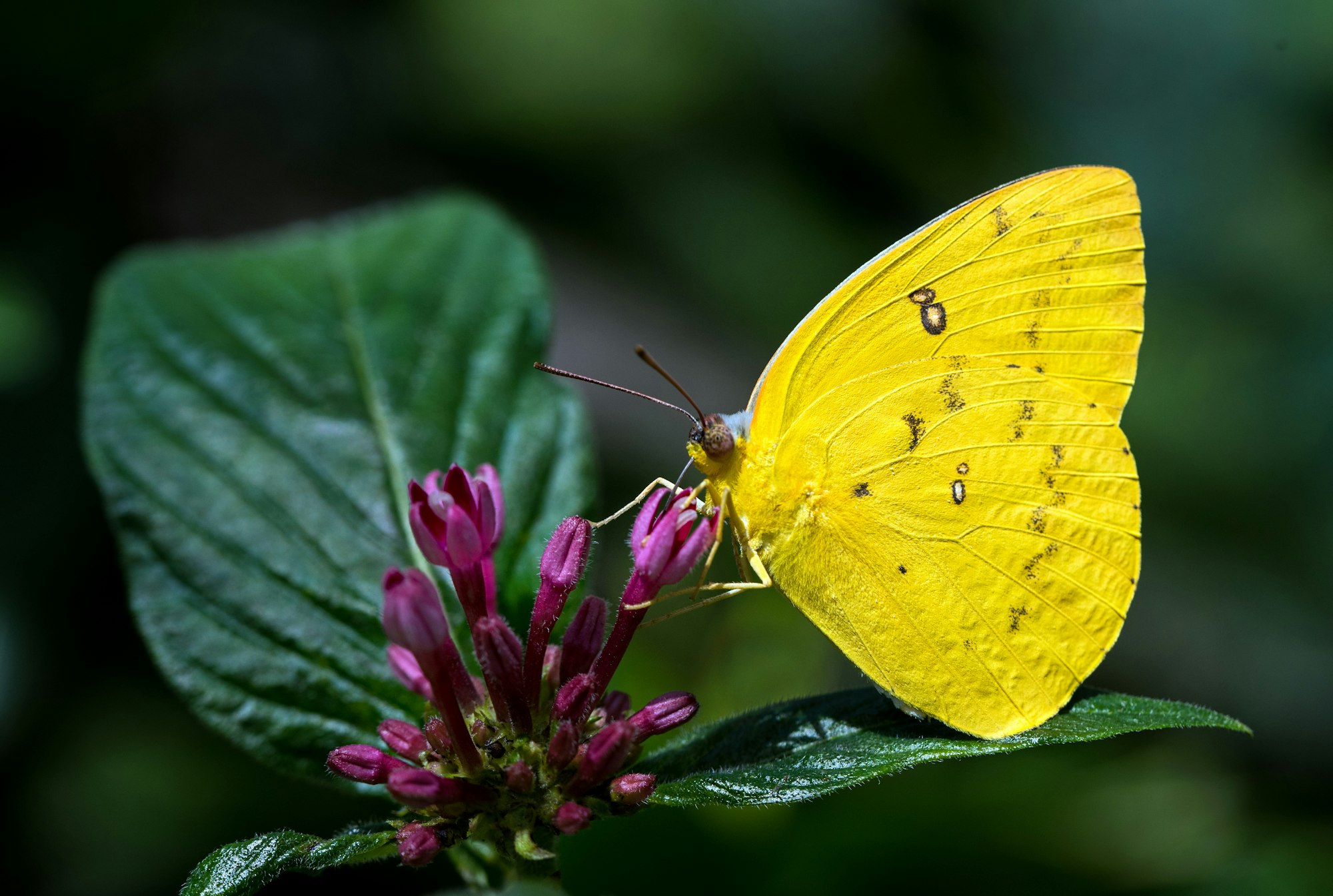 Een grasgele vlinder Eurema-soort, die nectar van een bloem nipt.