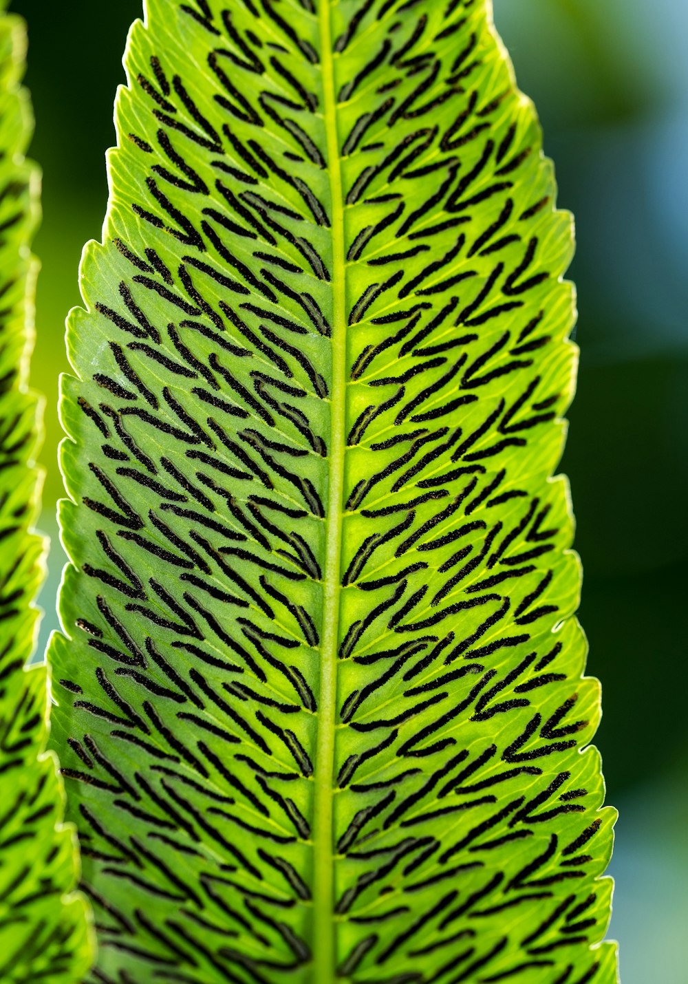 green leaves