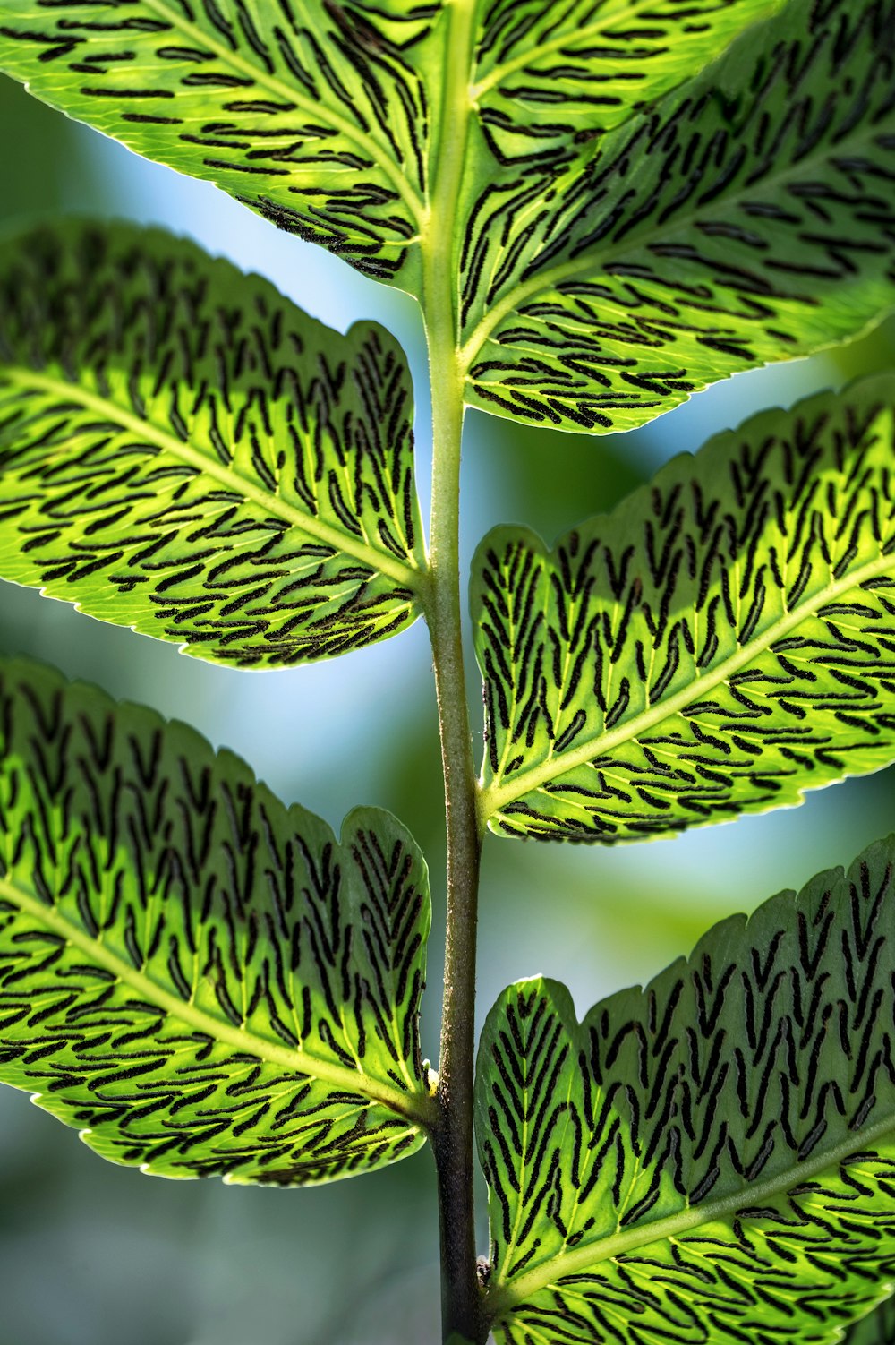 foto de enfoque superficial de hojas verdes
