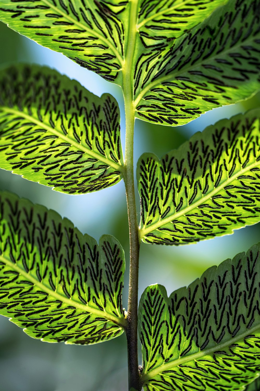 shallow focus photo of green leaves