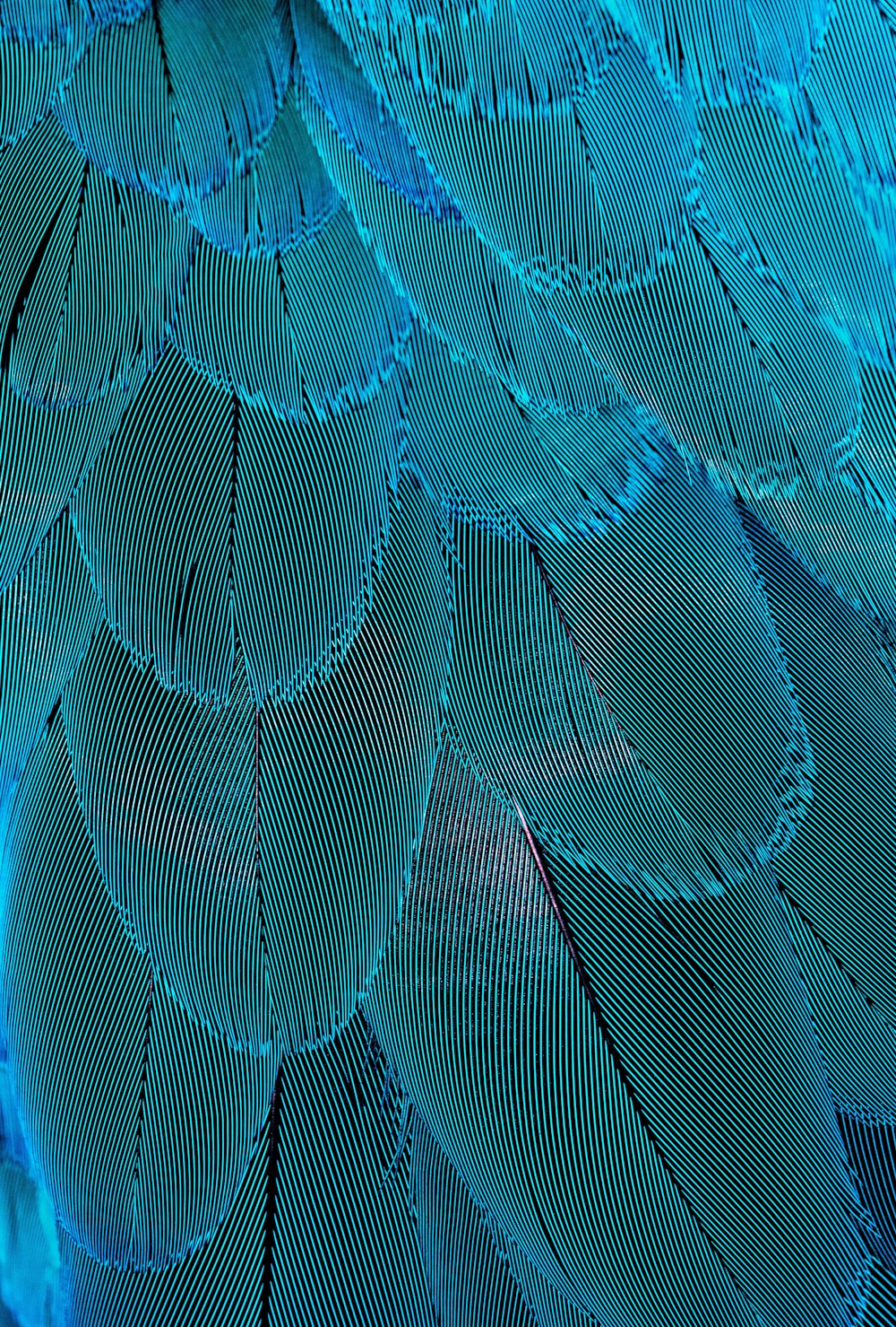 moire  Feather, Blue bird, Beautiful birds