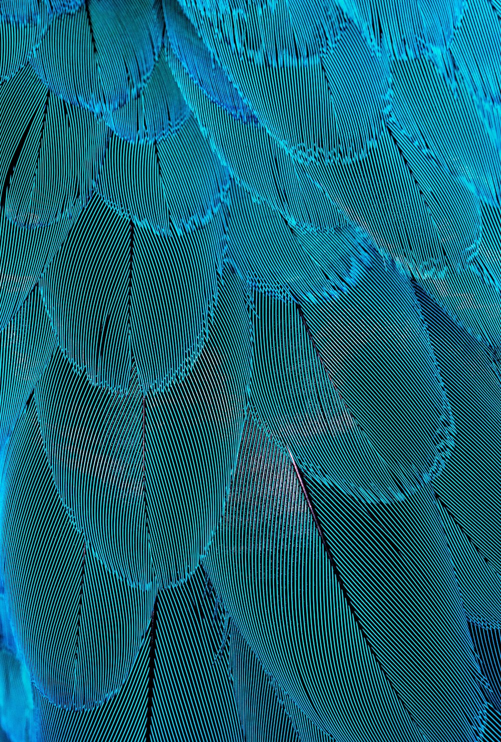  Blue Feathers