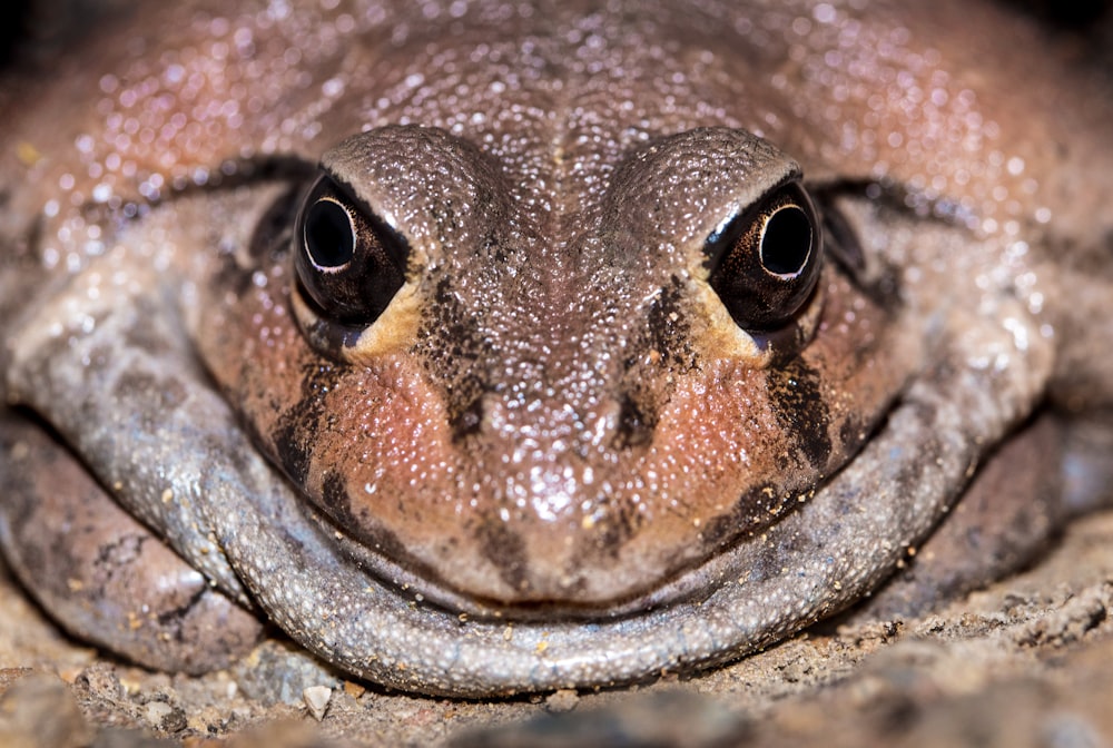 brown frog