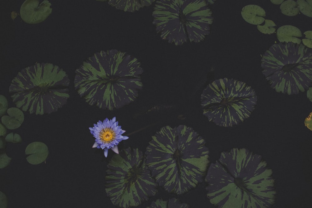 shallow focus photo of blue flower