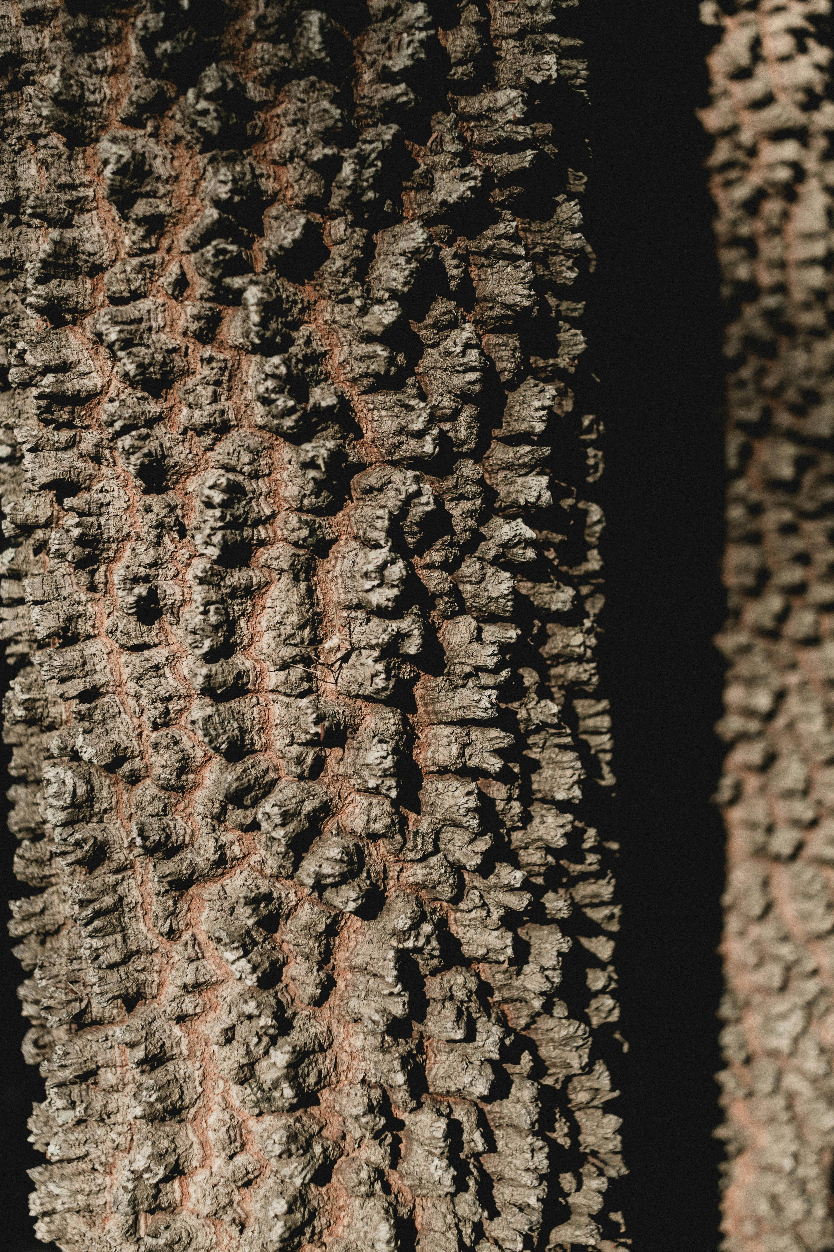 Photo by kronemberger