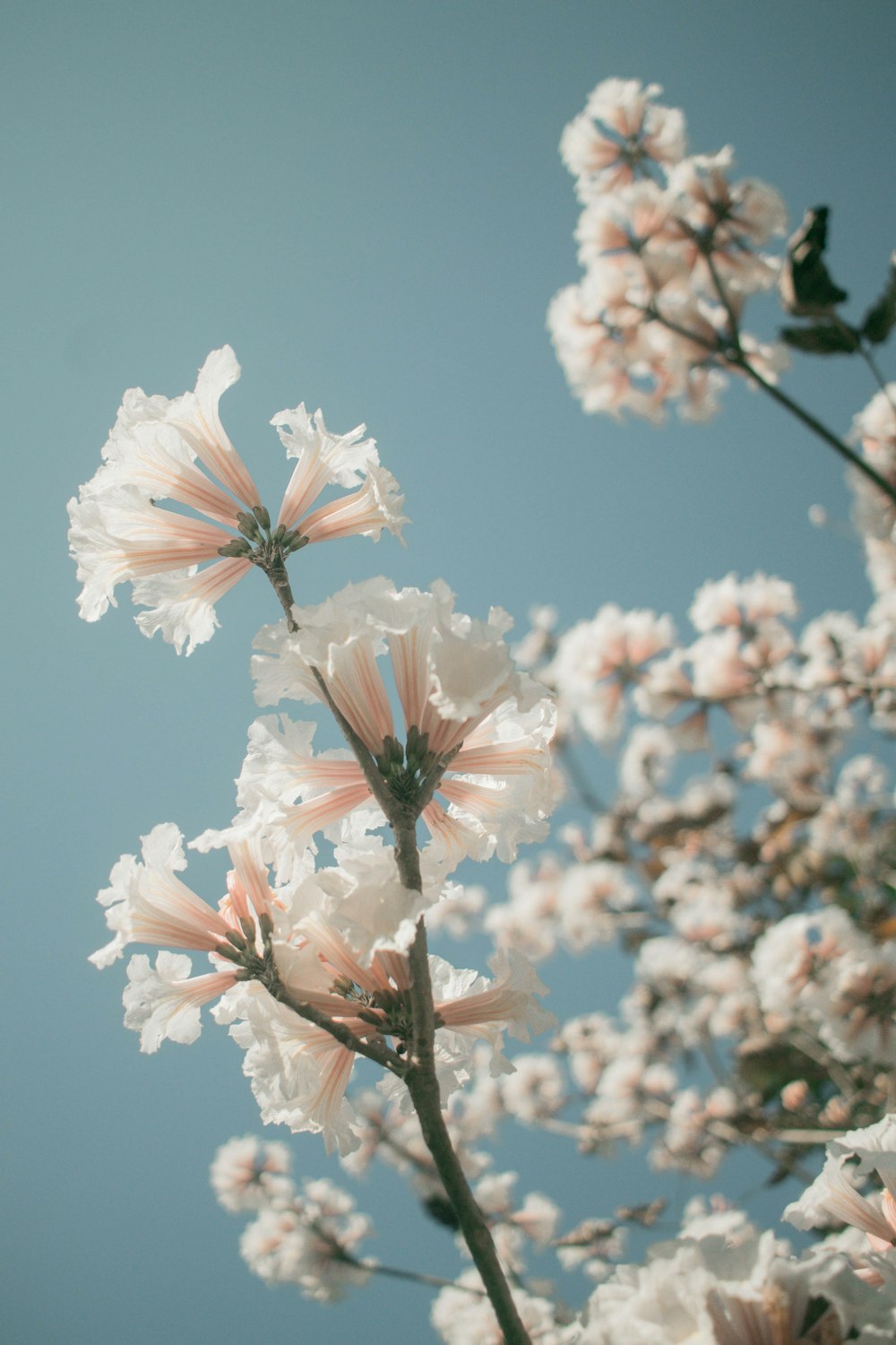 ピンクの花びらの花