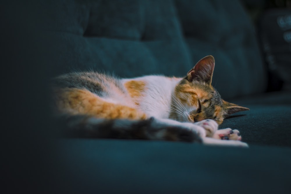 closeup photo of cat lying on sofa