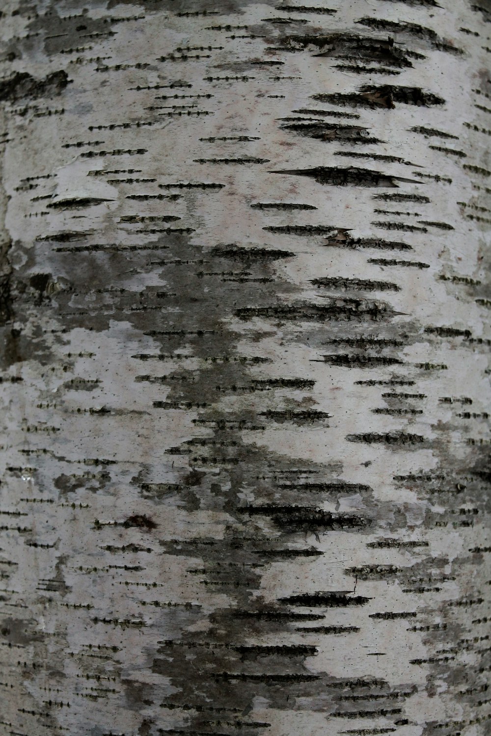 Una vista ravvicinata di un tronco d'albero