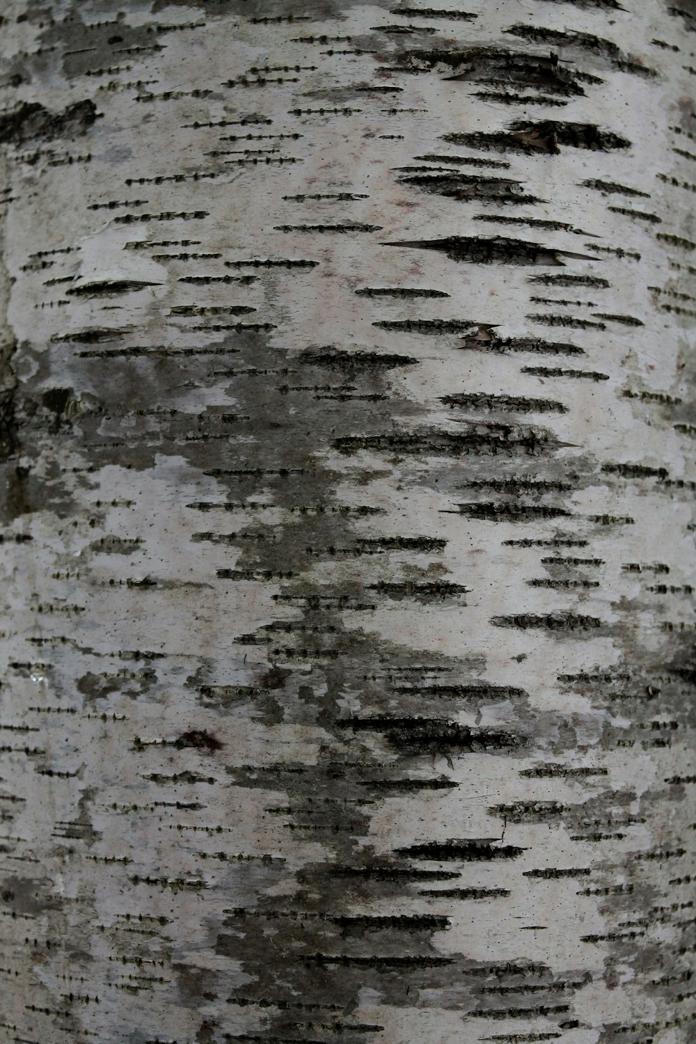 a close up view of a tree trunk