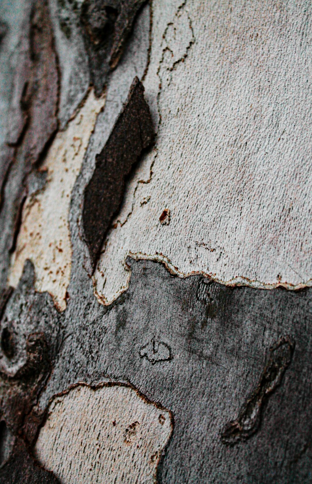gray and black tree trunk