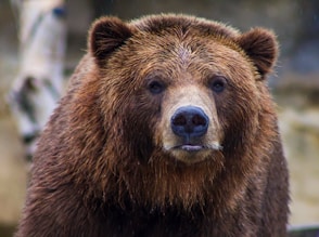 shallow focus photo of brown grizzly bear