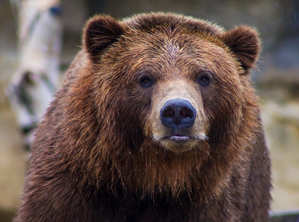 ヒグマの浅い焦点の写真