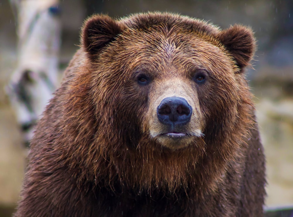 갈색 회색곰의 얕은 초점 사진
