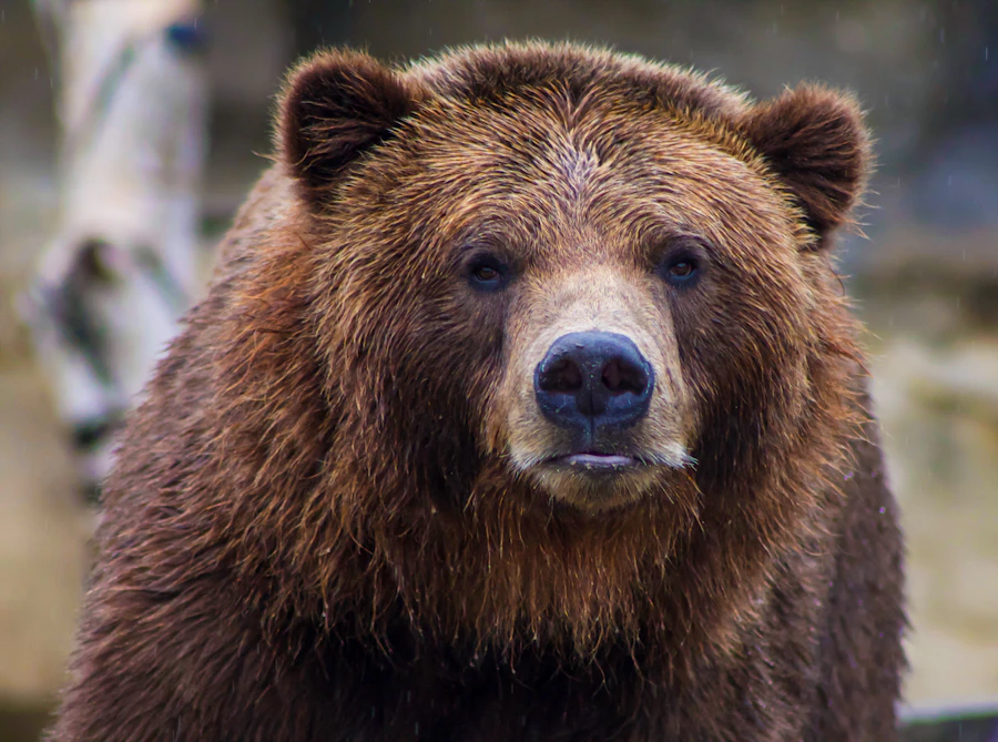 Close-up portrait of a brown grizzly bear