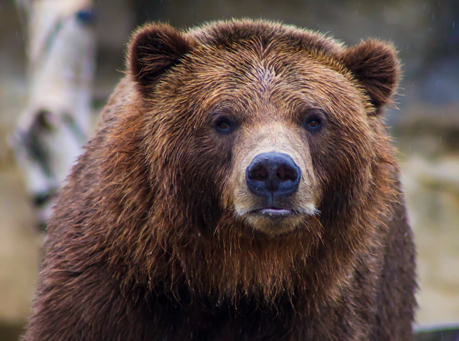 Bear in a natural habitat for an animal welfare archive video